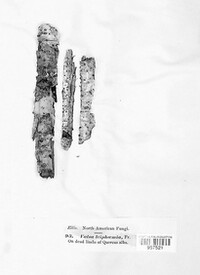 Dendrostoma leiphaemia image